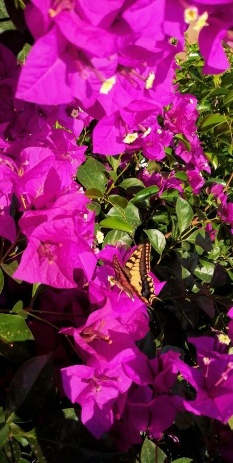 B&B Villa Regina Santa Domenica  Dış mekan fotoğraf